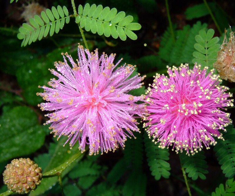 Pink mimosa flowers with dew