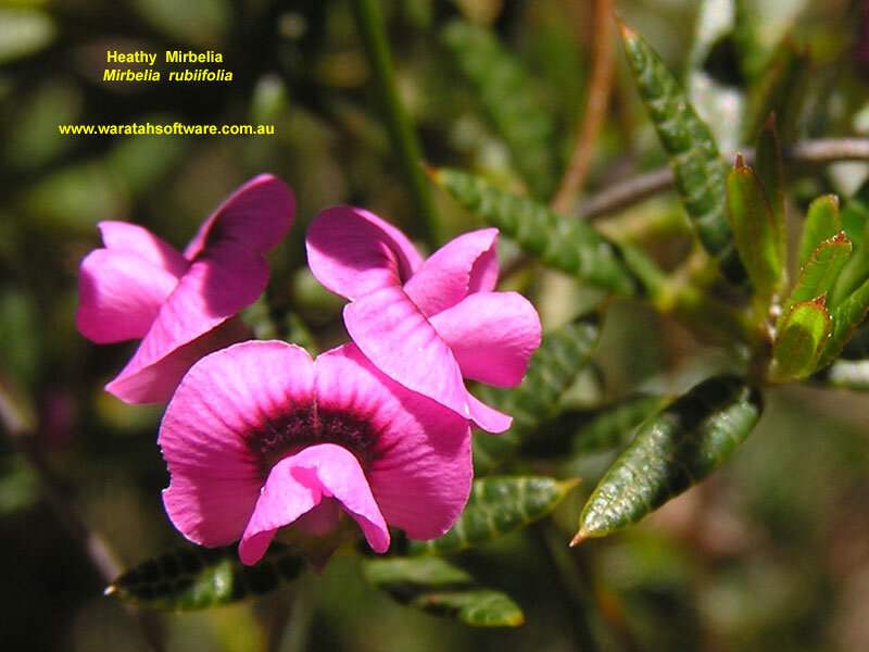 Pink Mirbelia Flower