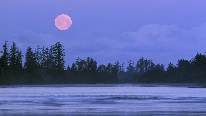 Pink moon over coastal forest
