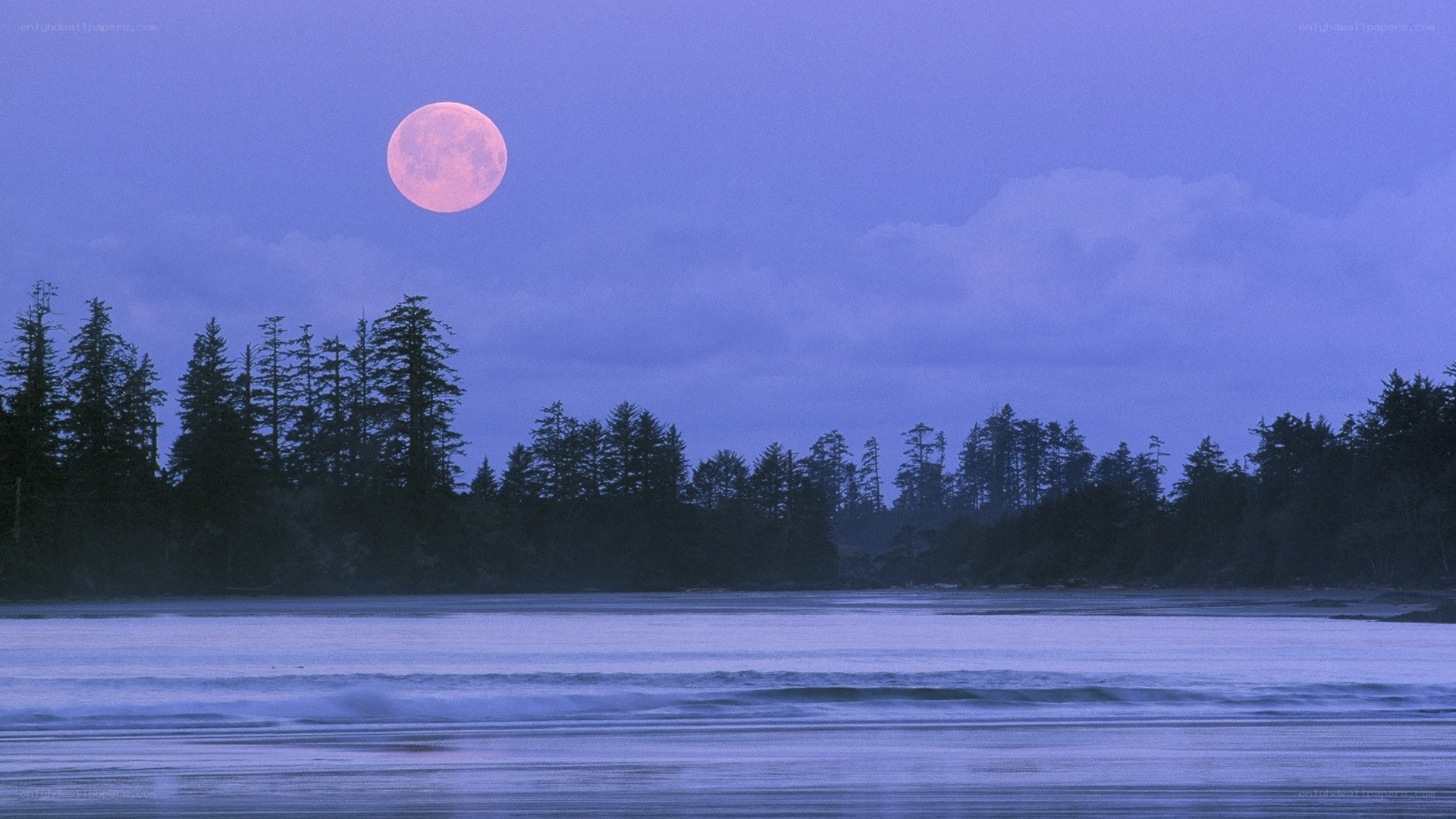 Pink moon over coastal forest