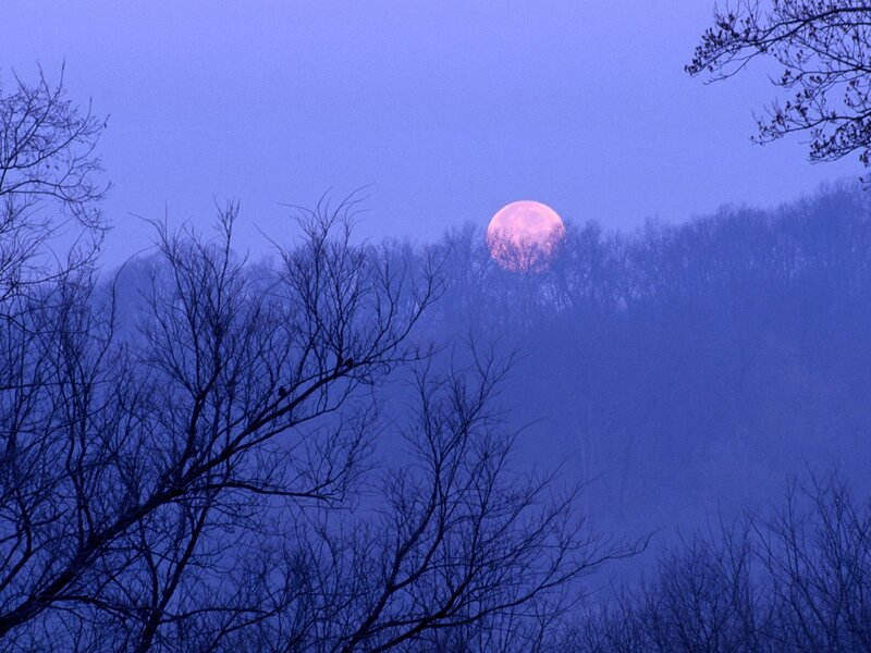 Pink moon over forest