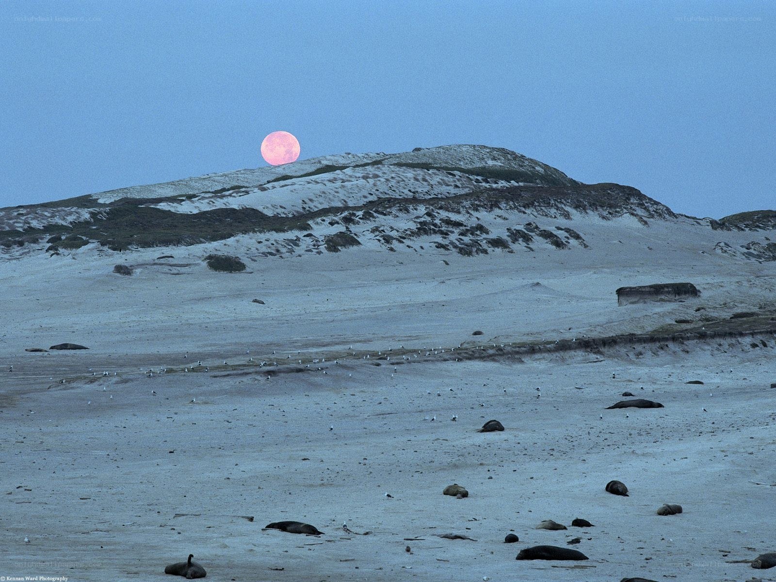 Pink moon over sand dunes