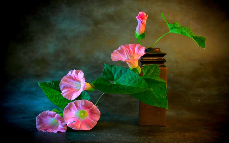 Pink Morning Glories
