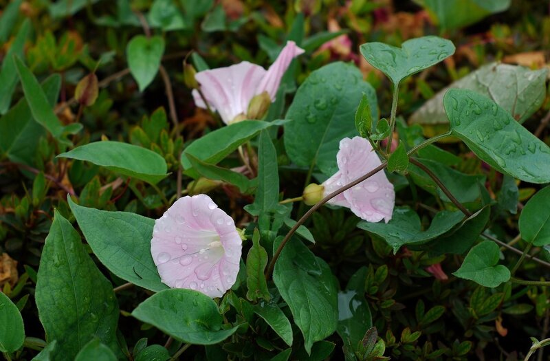 Pink morning glories with dew