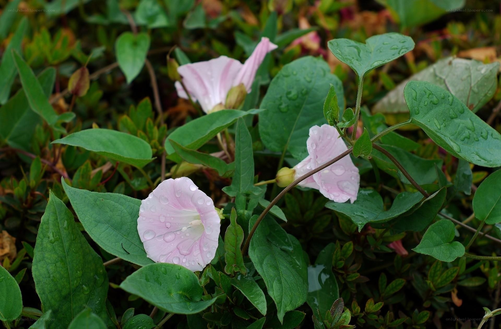 Pink morning glories with dew