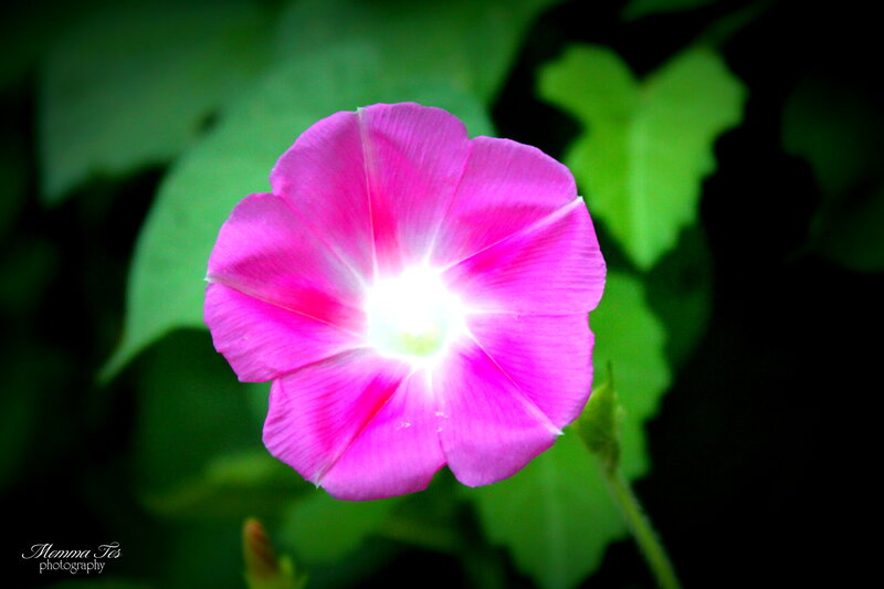 Pink Morning Glory Flower — Dramatic