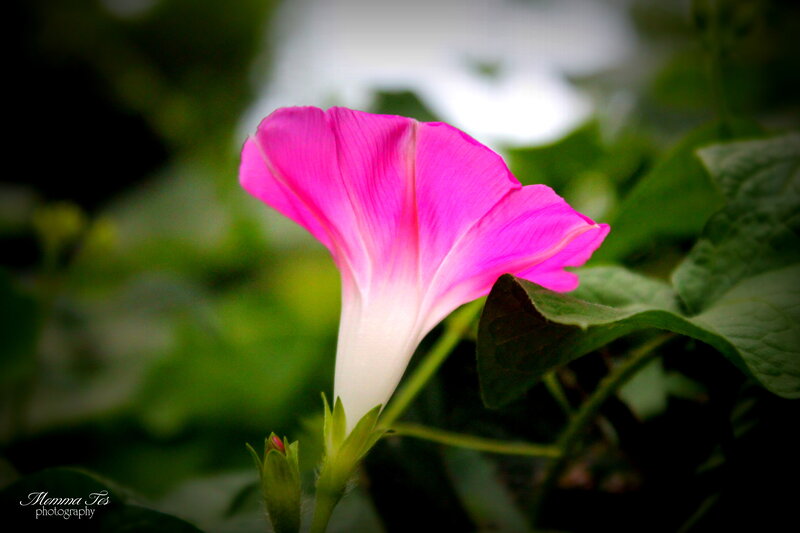 Pink Morning Glory Flower — Serene, Photograph