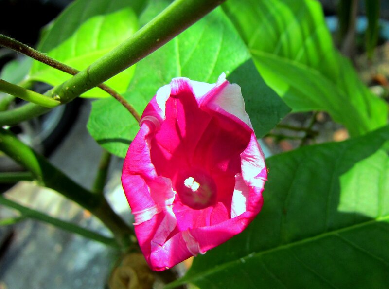Pink Morning Glory Flower — Serene