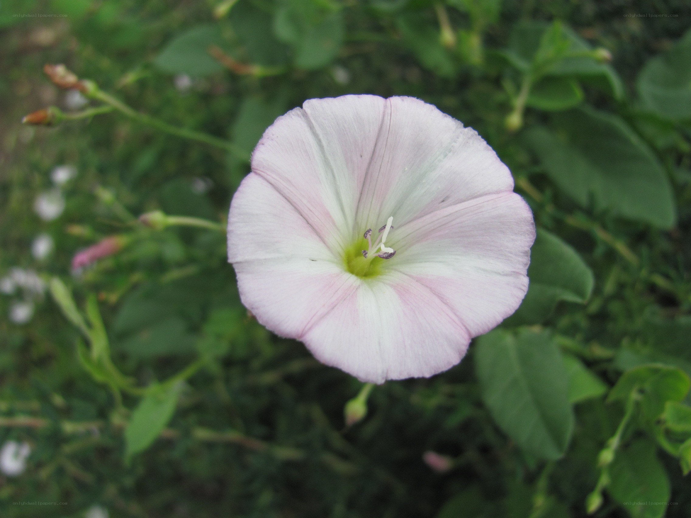pink morning glory flower
