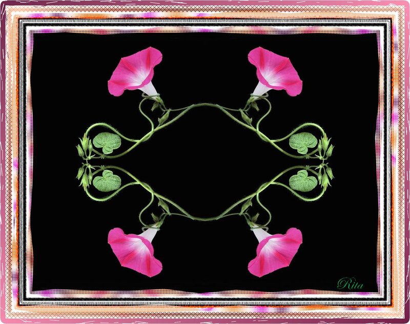 Pink Morning Glory Flowers — Black