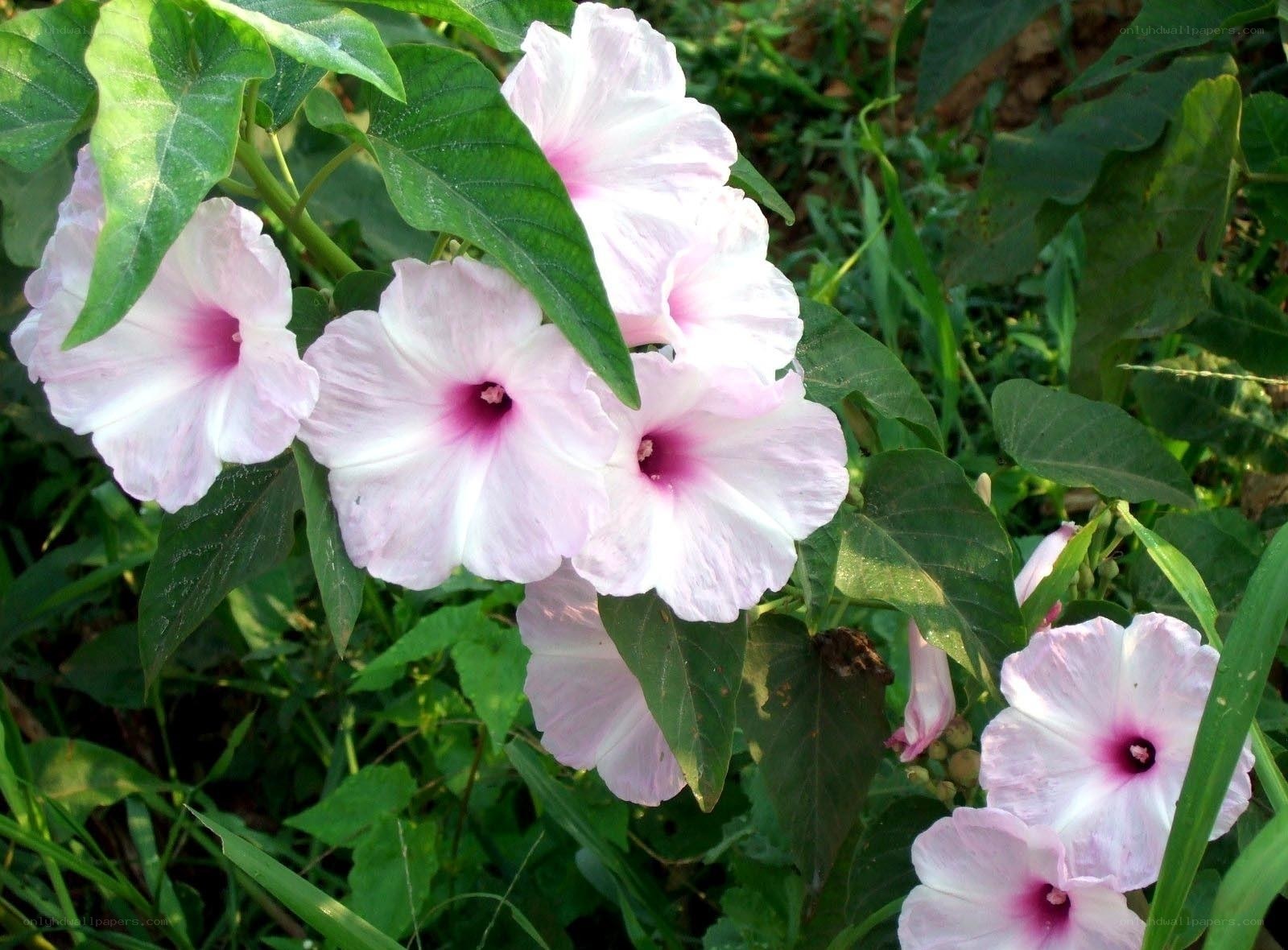 Pink morning glory flowers