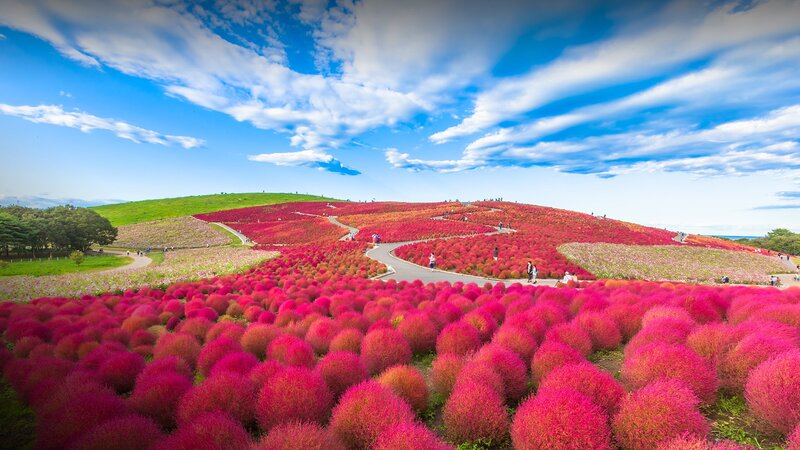 Pink Moss-covered Hills