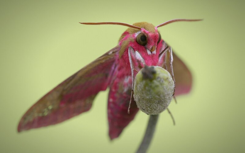 Pink Moth on Bud
