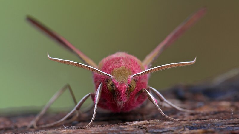 Pink Moth on Wood — Natural