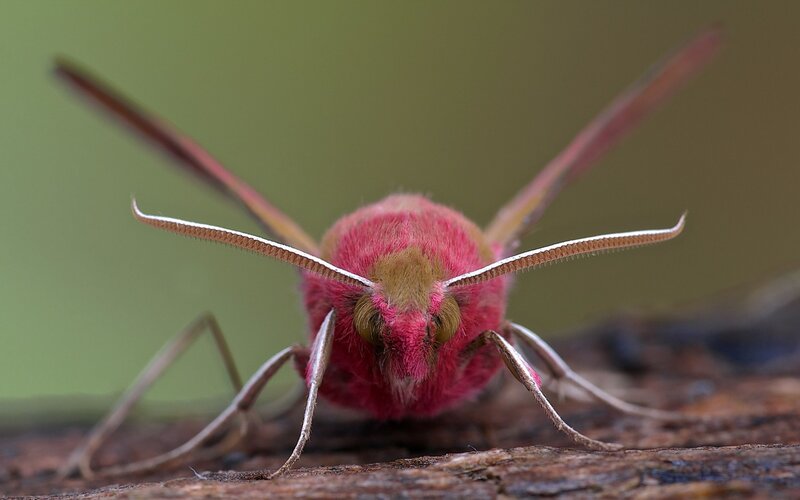 Pink Moth on Wood
