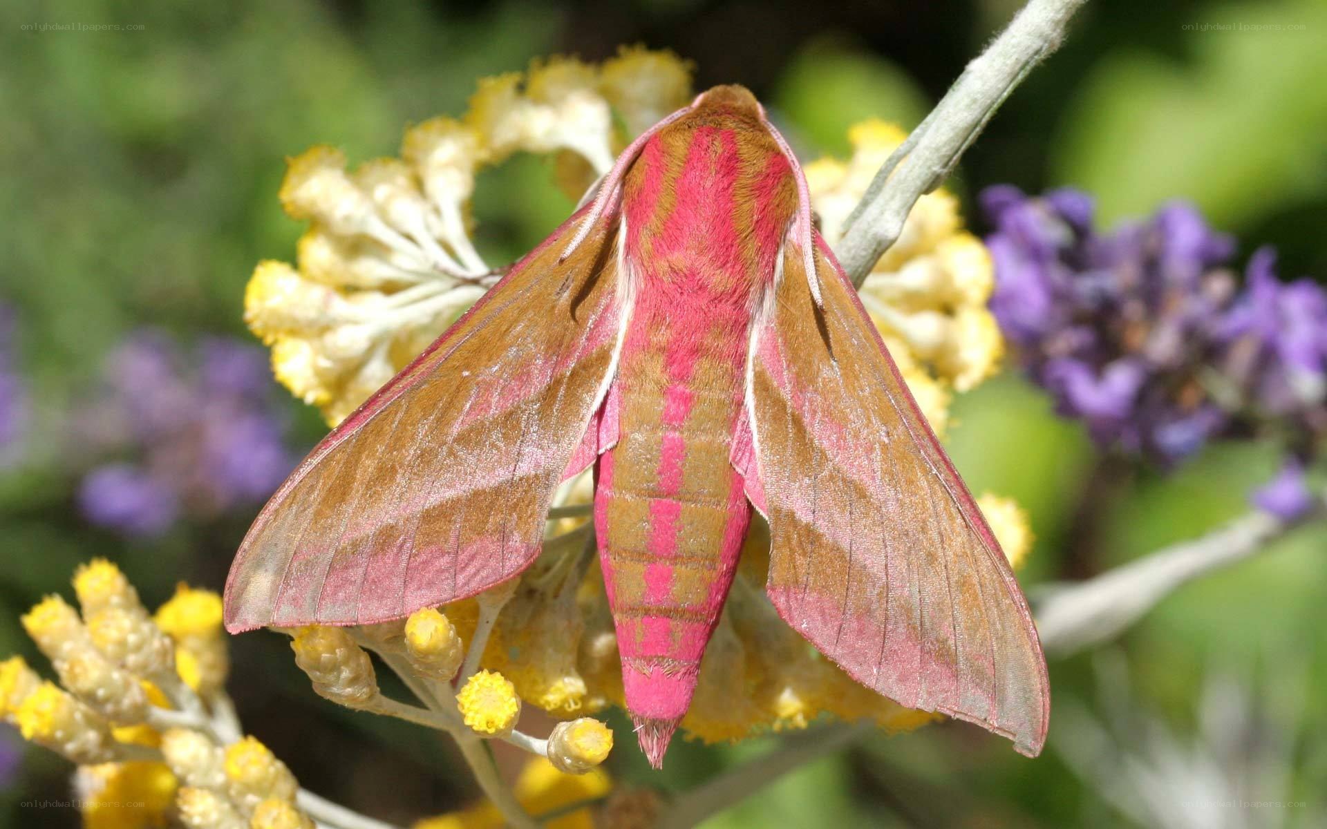 Pink moth on yellow flowers