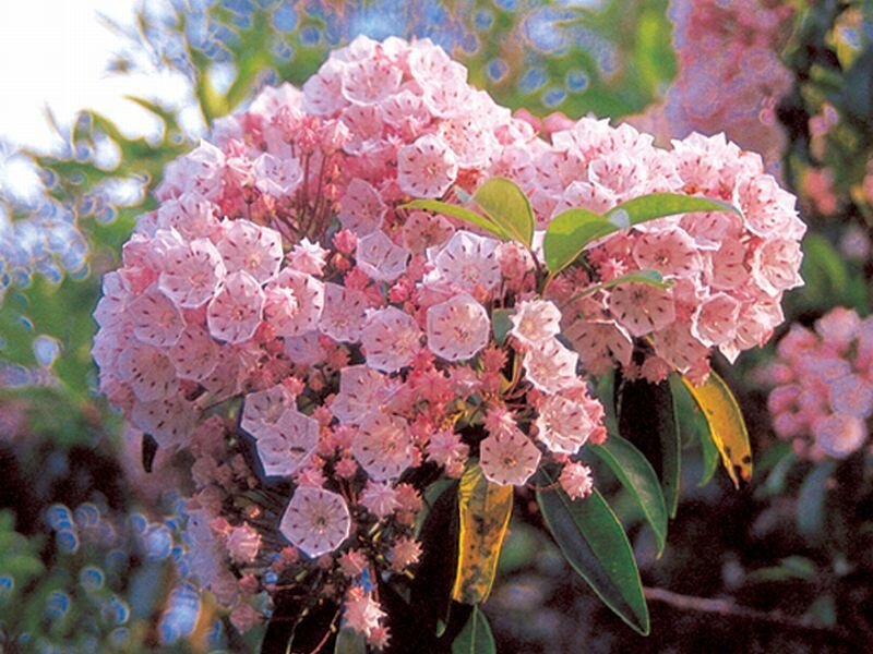 Pink Mountain Laurel Flowers