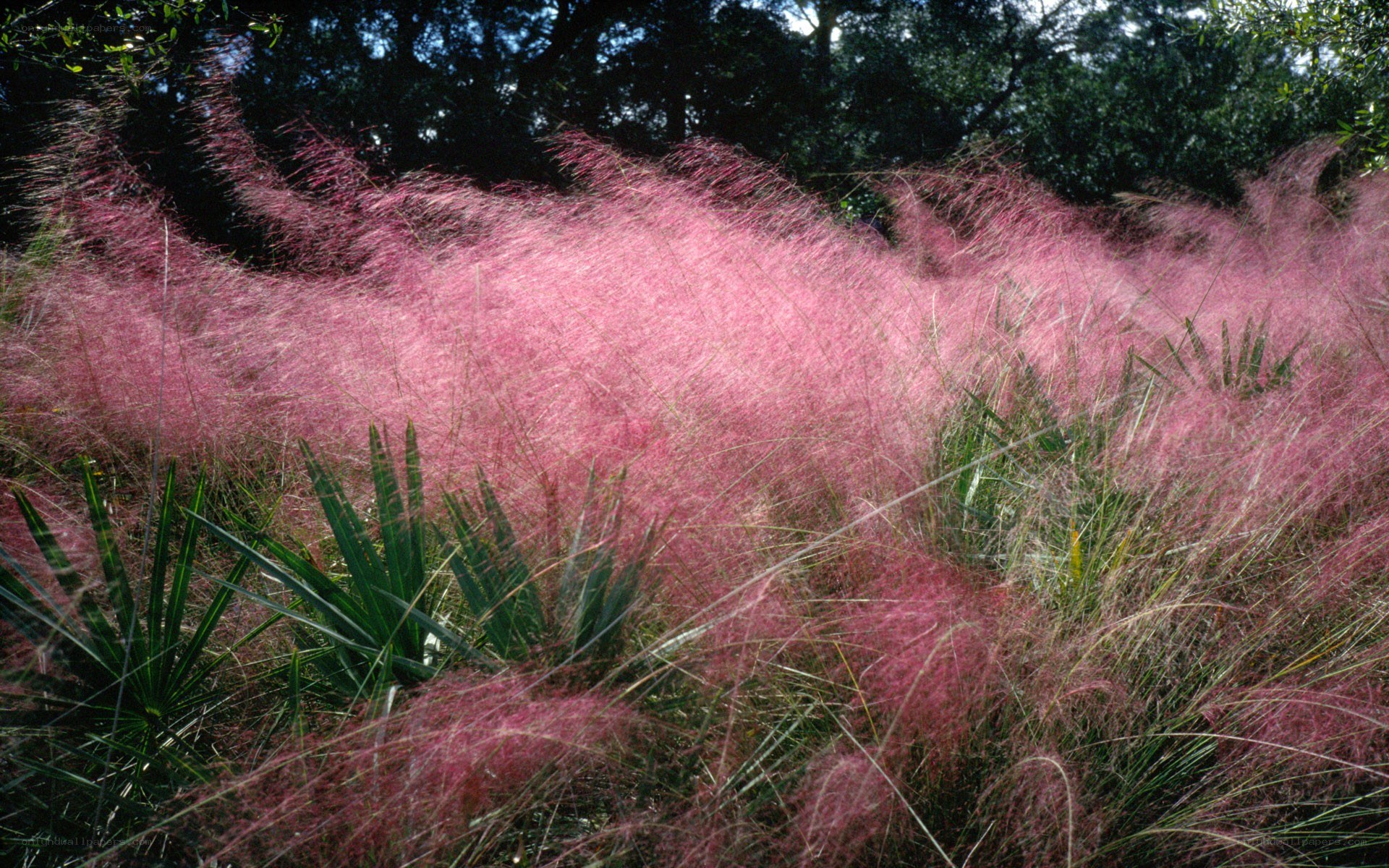 Pink muhly grass in bloom