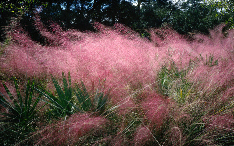 Pink Muhly Grass — Serene