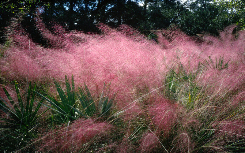 Pink Muhly Grass