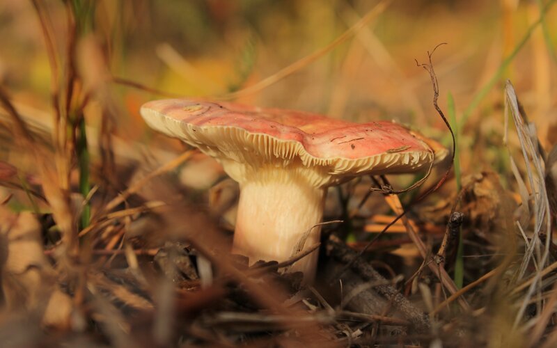 pink mushroom in autumn grass