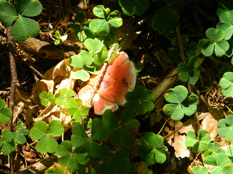 Pink Mushroom in Clover