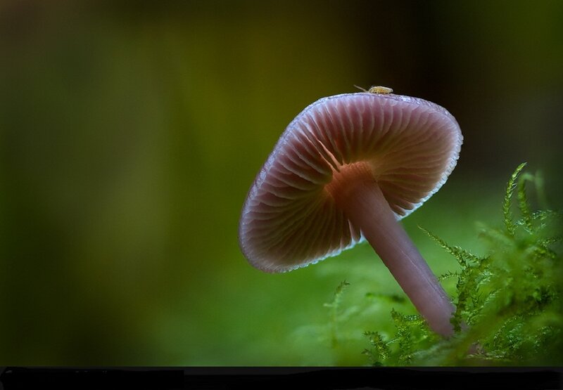 Pink Mushroom in Moss