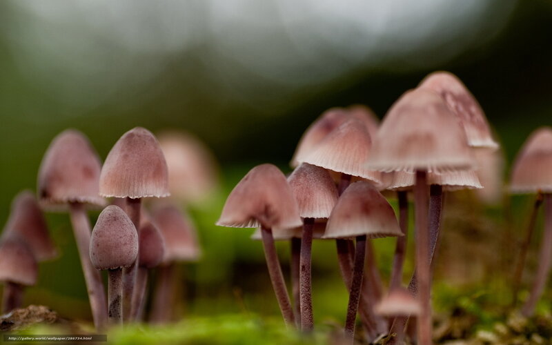 Pink mushrooms in forest