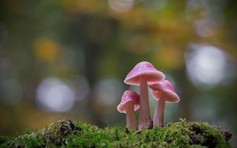 Pink Mushrooms on Moss — Green