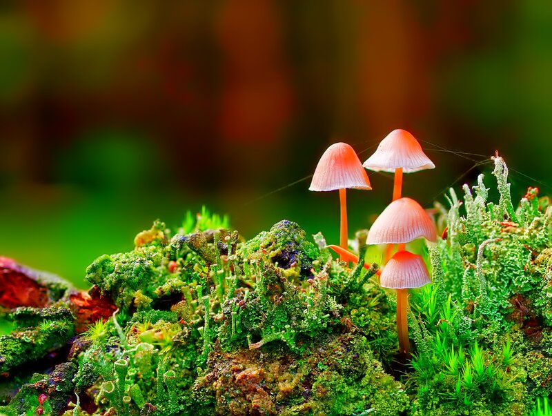 Pink Mushrooms on Moss
