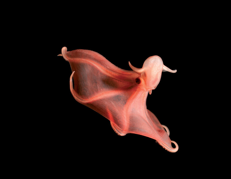 Pink octopus with webbed arms