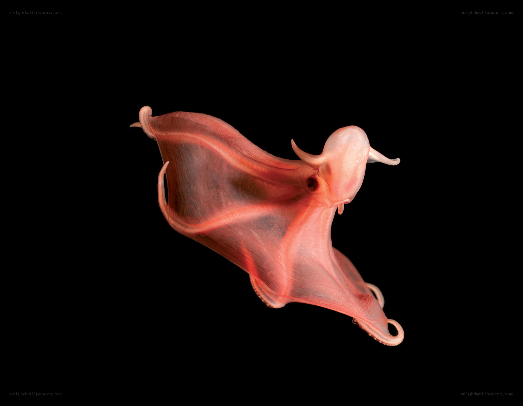 Pink octopus with webbed arms