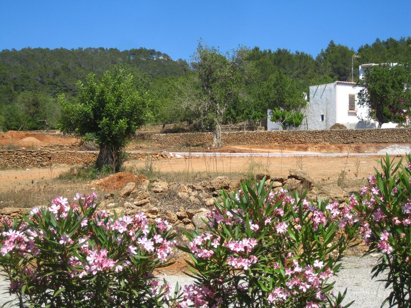 Pink Oleander Bushes