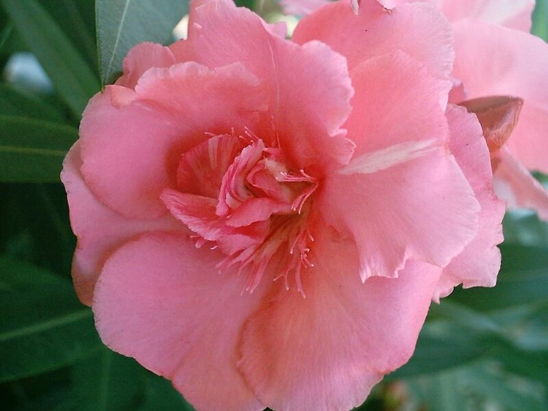Pink Oleander Flower — Calm, Afternoon, Photograph