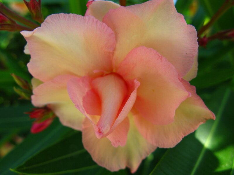 Pink Oleander Flower — Calm, Afternoon