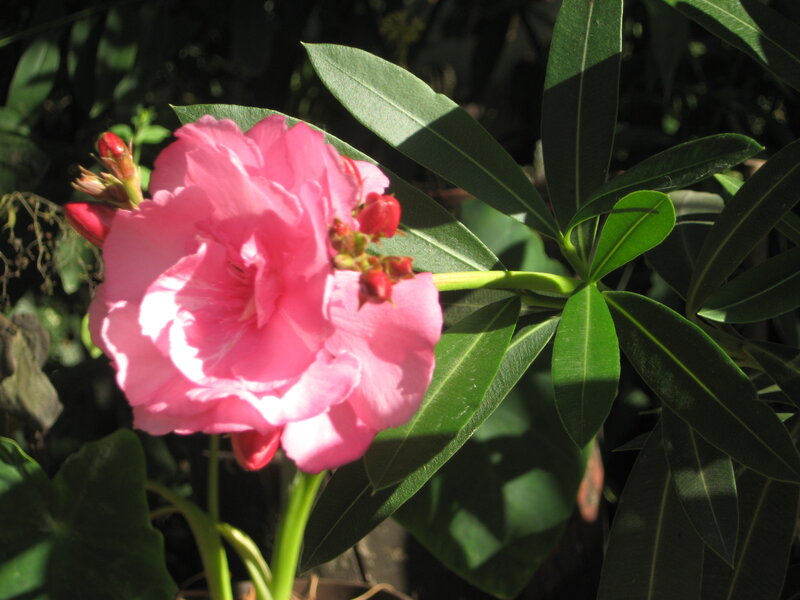 Pink Oleander Flower — Calm