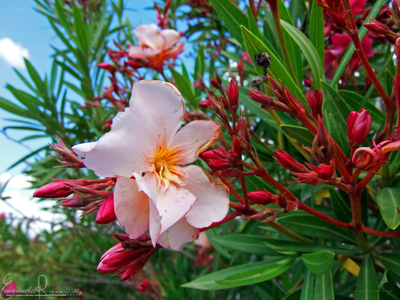 Pink oleander flower in bloom