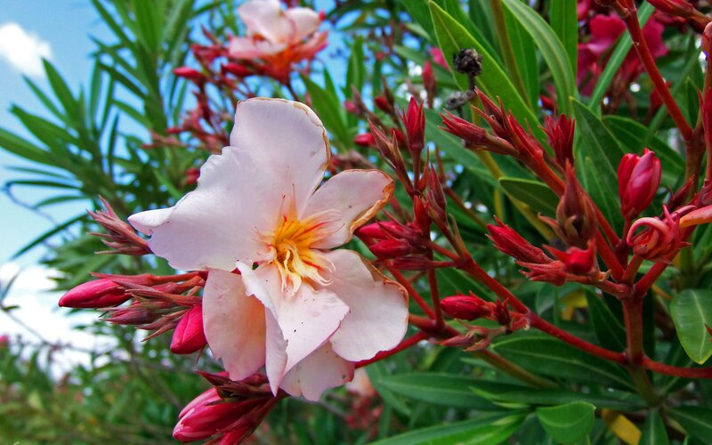 pink oleander flower in bloom