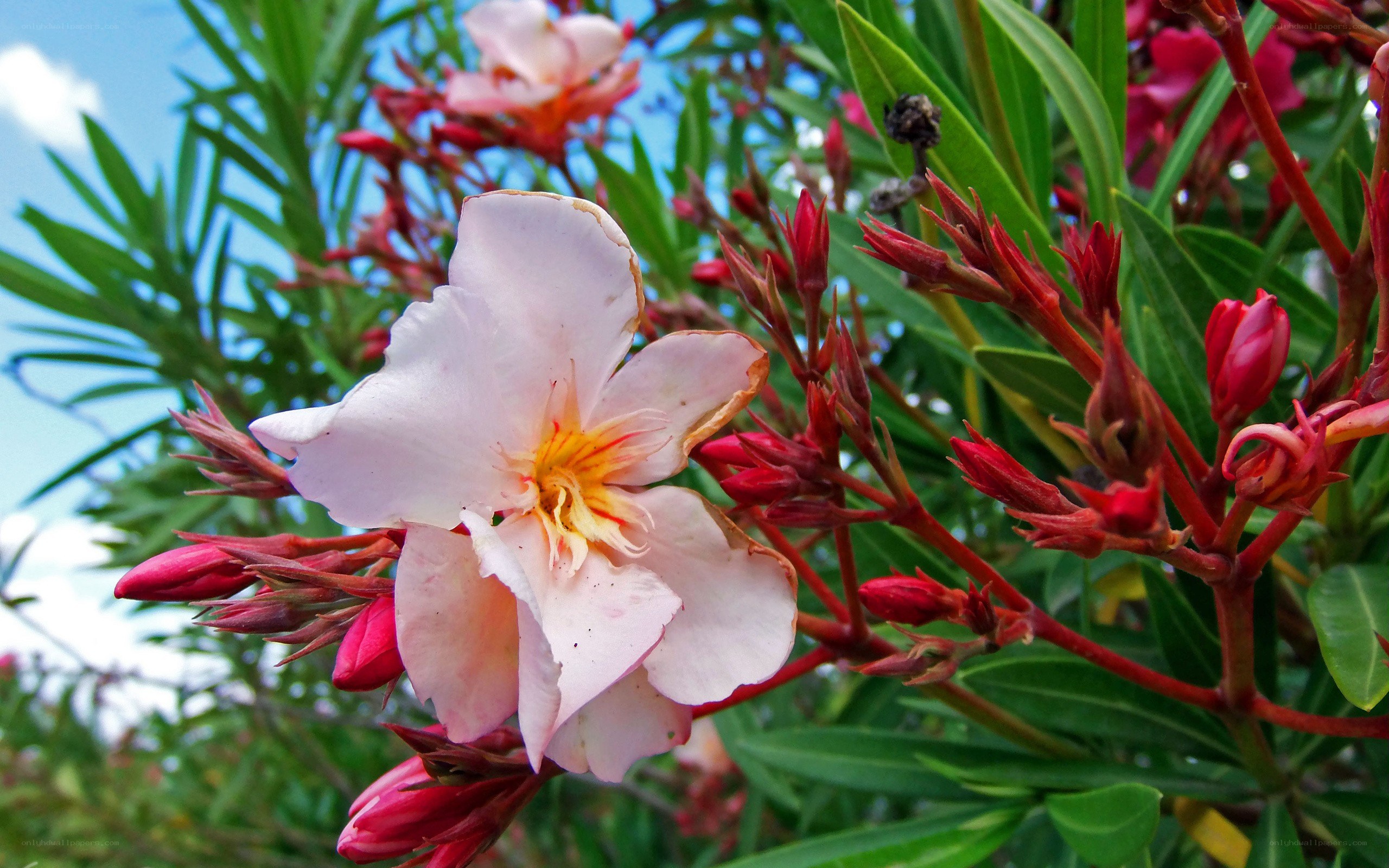 pink oleander flower in bloom