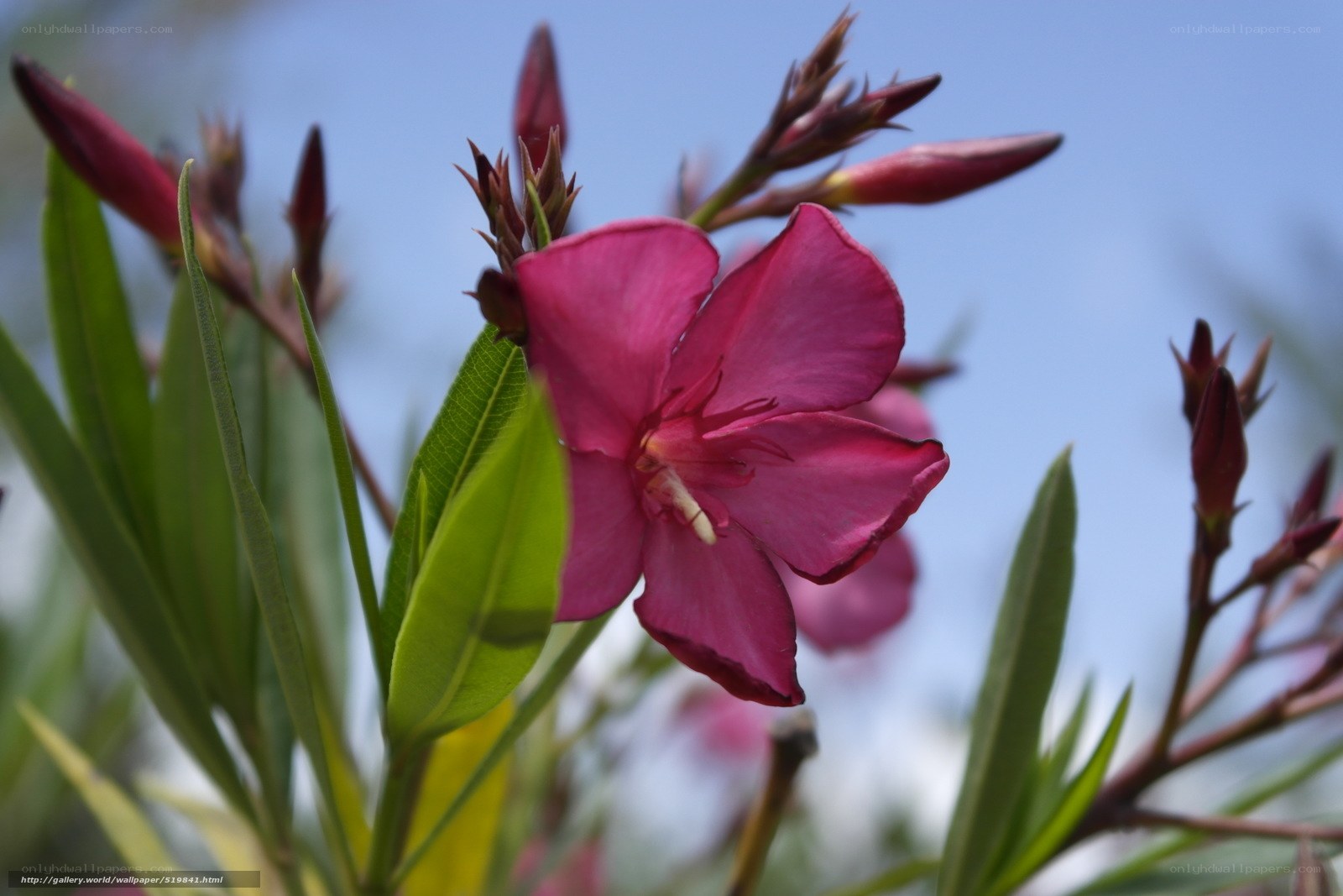 Pink oleander flower in bloom