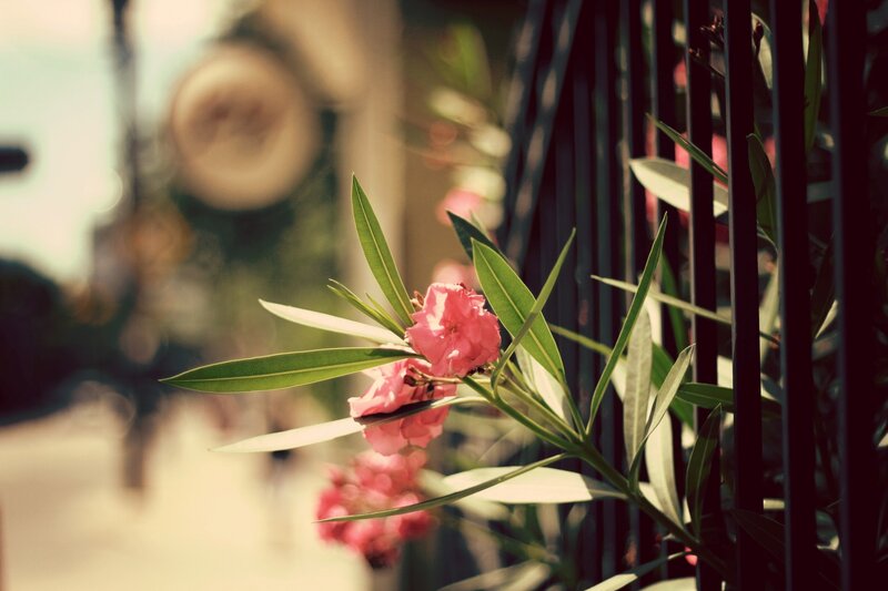 Pink Oleander Flower — Serene, Afternoon, Photograph, Green Leaves