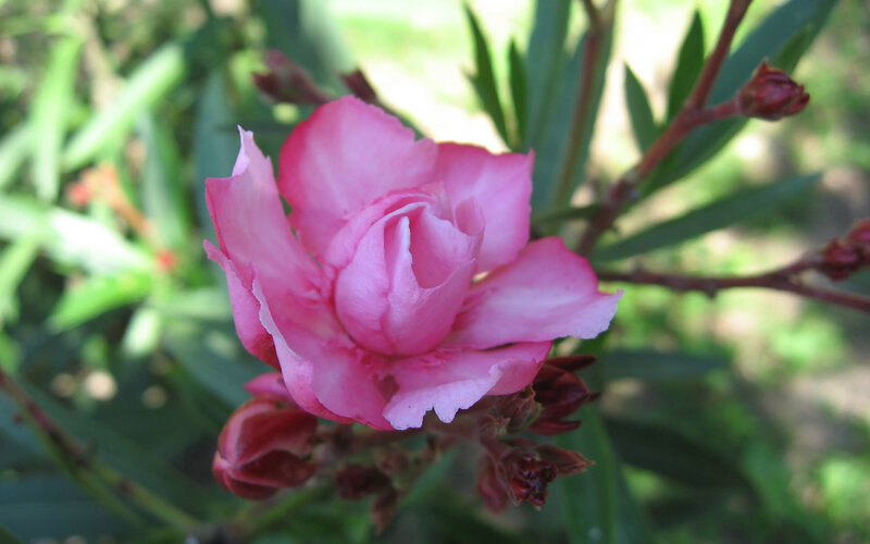 Pink oleander flower