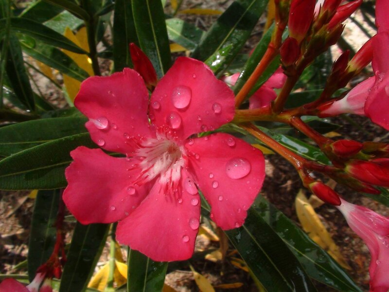 Pink Oleander Flower — Vibrant