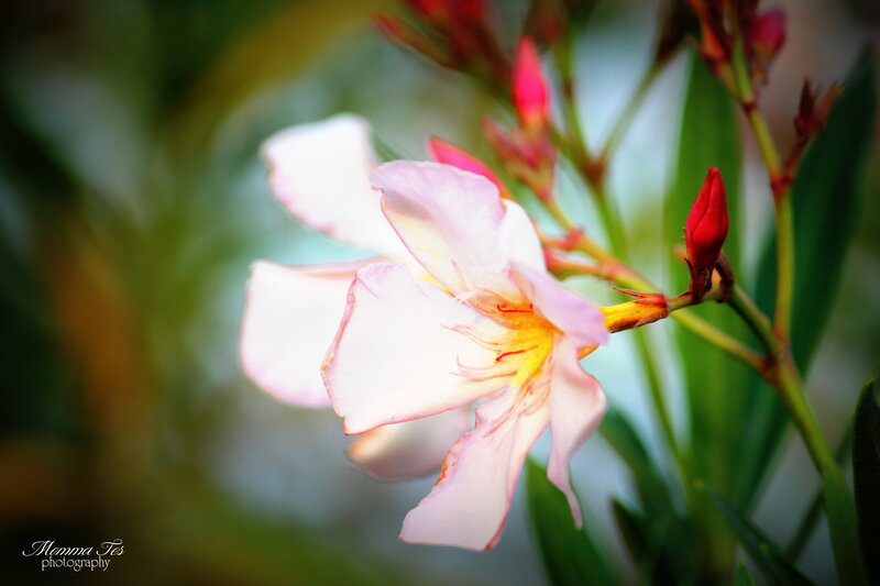 Pink Oleander Flower — White