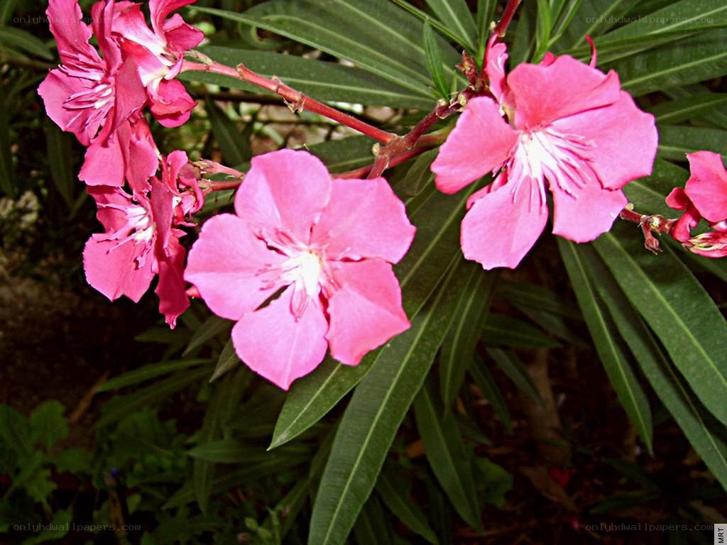 pink oleander flowers