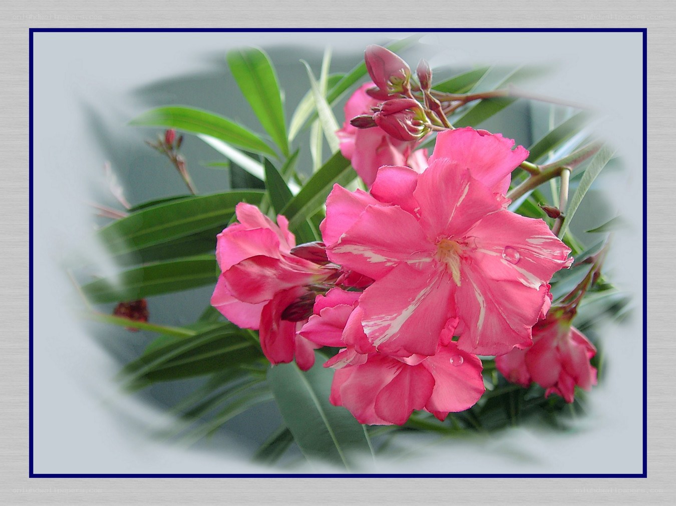 pink oleander flowers