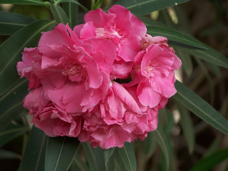 Pink Oleander Flowers — Calm, Afternoon, Photograph, Leaves