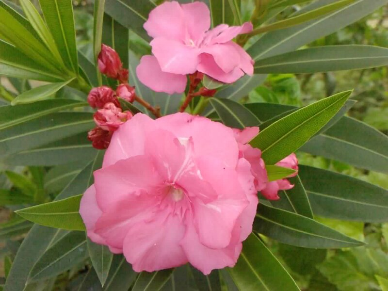 Pink Oleander Flowers — Calm, Afternoon, Photograph