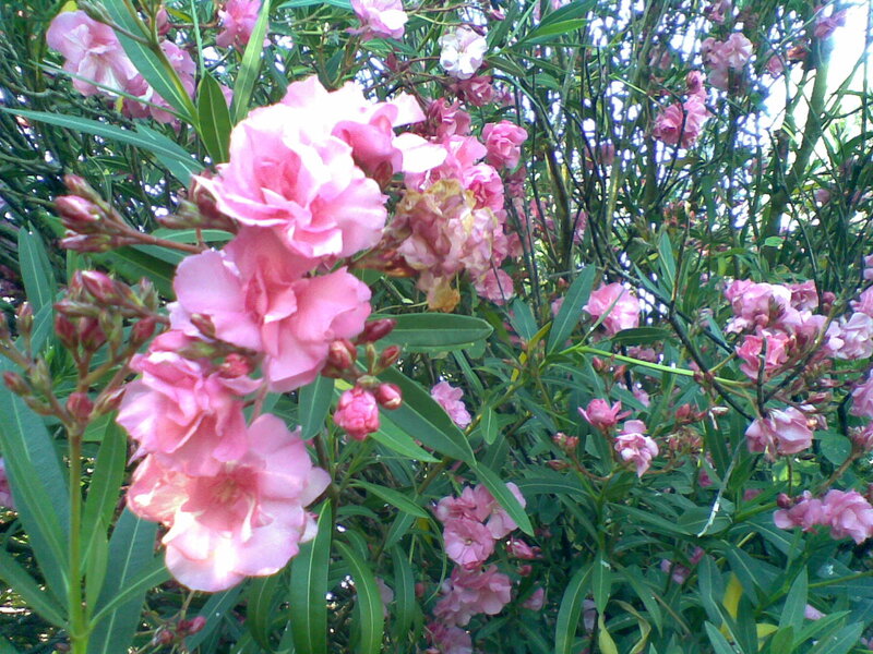 Pink Oleander Flowers — Calm, Afternoon