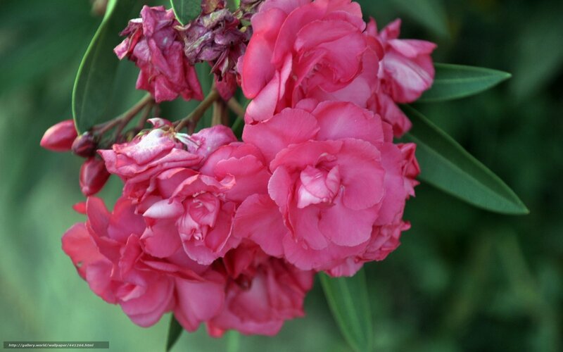 Pink Oleander Flowers — Calm, Photograph